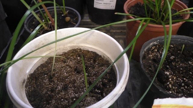 Мои клубне-луковичные цветы. Обязательная подкормка после посадки в горшки. смотреть онлайн