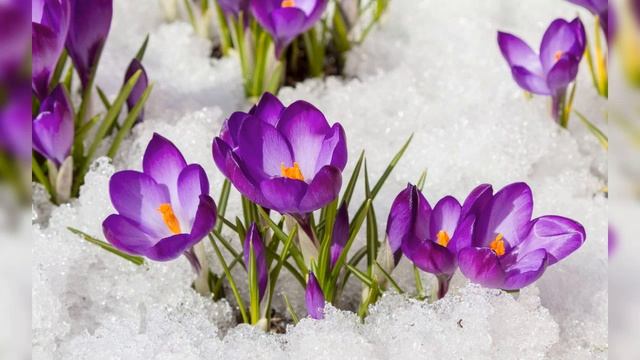 Поздравление С 8 Марта любимой тёте!!!♥️♥️♥️♥️ смотреть онлайн