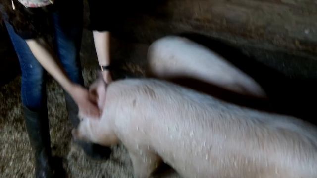 Перешли на белых свиней/Окончательный выбор. смотреть онлайн