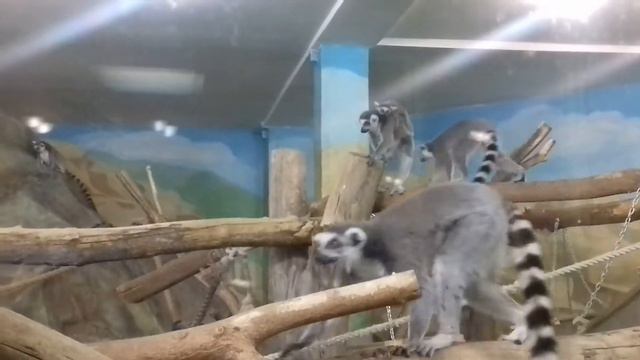 Кошачьи лемуры... смотреть онлайн