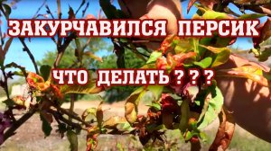 ЗАКУРЧАВИЛСЯ ПЕРСИК⧸ Что делать？？？