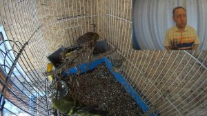 Певчие птицы у меня дома - Птицы нашего детства - Певчие птицы с которых мы начинали.