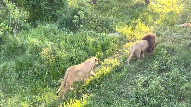 Дама- львица захотела пить, но по дороге к озеру столько красивых львов! Тайган смотреть онлайн