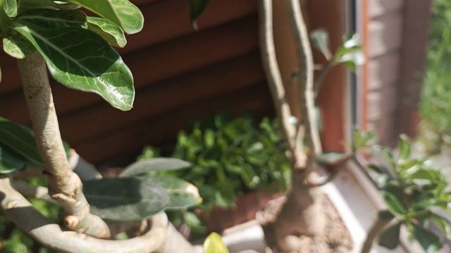 Мой суккулент решил процвести 😊🌺 смотреть онлайн