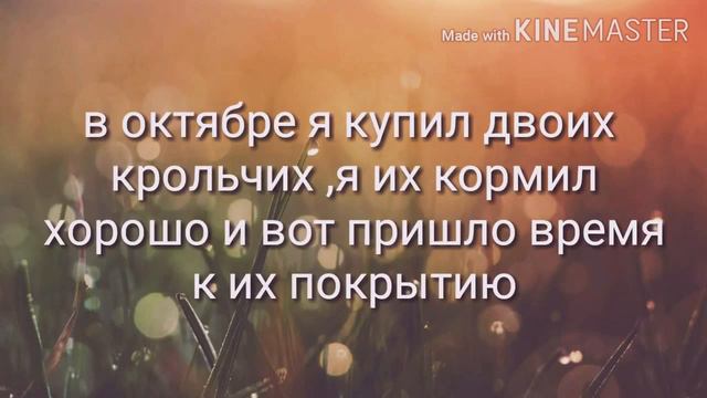 Моё мини хозяйство/Мой новый канал/О чем будут видео?! смотреть онлайн