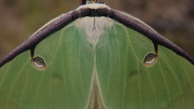 Luna Moth, Actias luna (female), Georgia at Sweetwater Creek May 3, 2008 смотреть онлайн