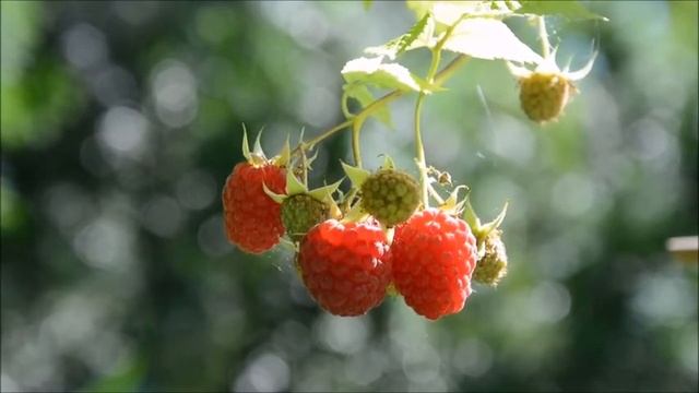 День Малинового Варенья. Малина смотреть онлайн