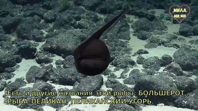 ЗАГАДОЧНЫЕ СУЩЕСТВА. Гальпер-угорь, Большерот, Рыба-Пеликан. Подводный мир. Гавайские острова. смотреть онлайн