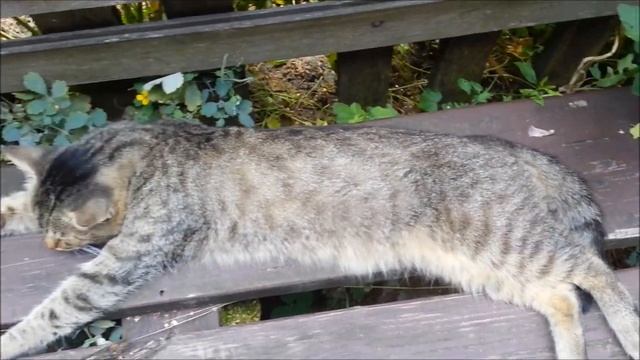 Коты и кошки смотреть онлайн