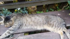 Коты и кошки