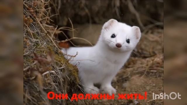 «Познай мир вокруг себя». Экскурсия по страницам Красной книги смотреть онлайн