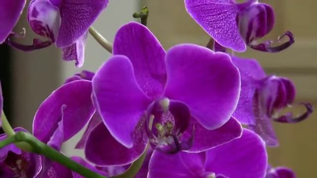 HD orchid смотреть онлайн