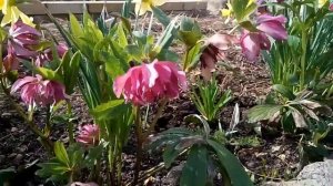 Морозники в апреле цветут шикарно. Цветочная дружба морозника с нарциссом.