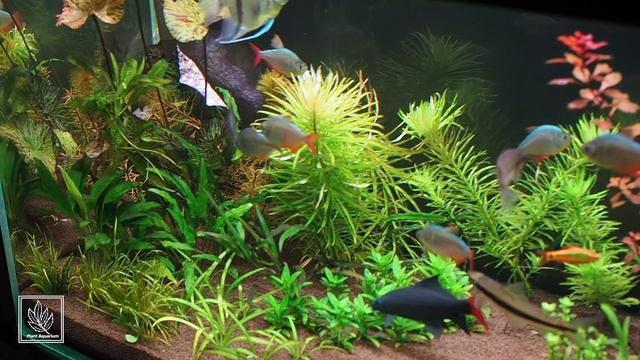 Два месяца после запуска аквариума на подложке Tropica Plant Growth Substrate и грунте Флоратон смотреть онлайн