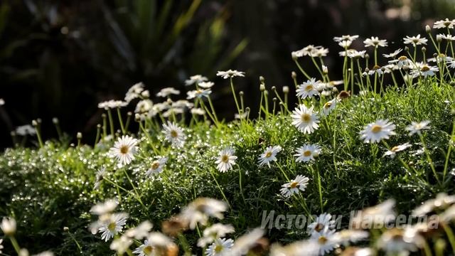 Уходя в рейс Степан установил камеру, а взглянув запись, не поверил своим глазам… смотреть онлайн