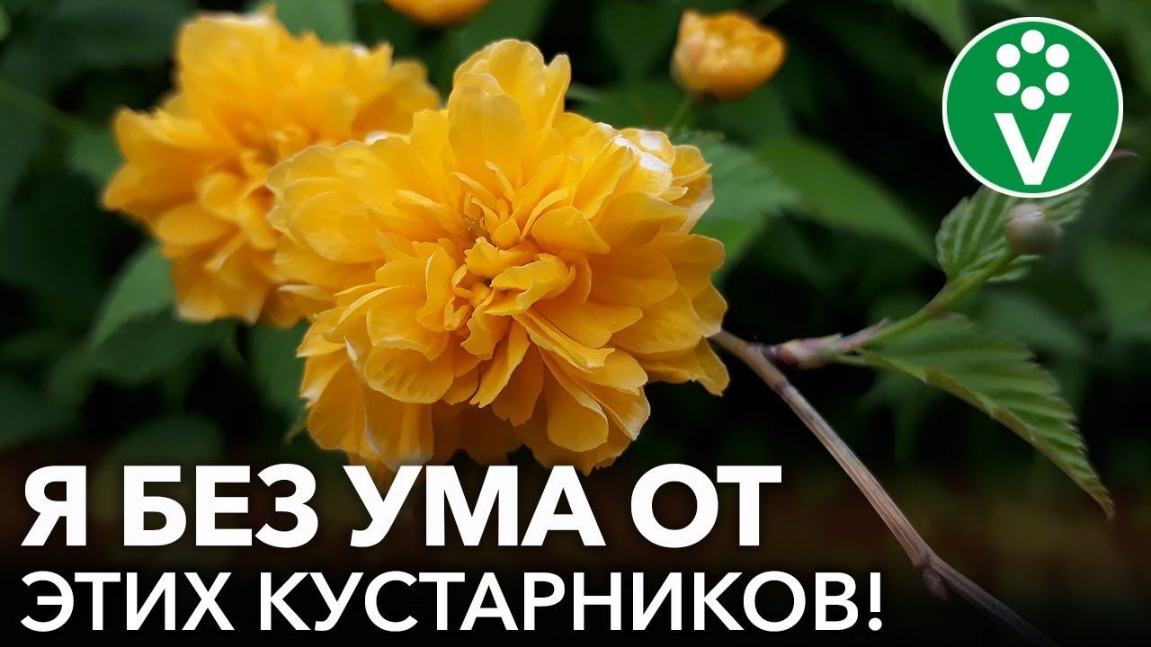 САМЫЕ КРАСИВЫЕ И НЕПРИХОТЛИВЫЕ КУСТАРНИКИ, которые преобразят ваш сад до неузнаваемости смотреть онлайн