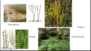 6 класс Историческое развитие растительного мира. Центры происхождения культурных растений