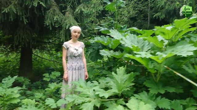 Топинамбур против борщевика, часть 4: ищем проросшие растения. смотреть онлайн