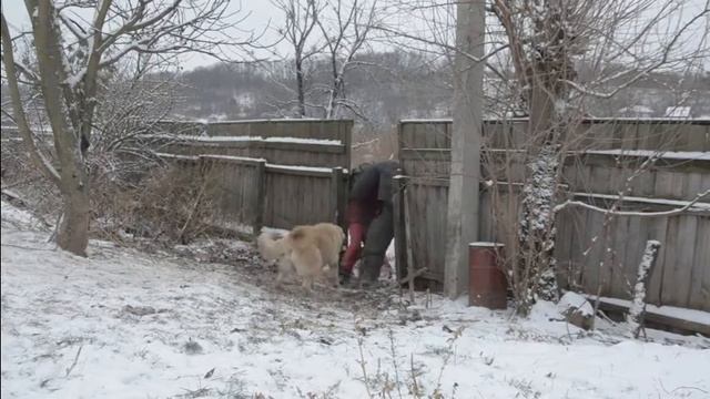 АКО Антей, 2 года, второе занятие по охране смотреть онлайн