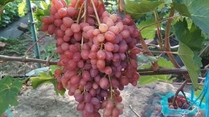 Виноград «Киш-миш Велес «