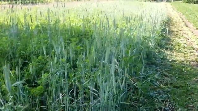 Первый результат посева озимой ржи с викой - весной. смотреть онлайн