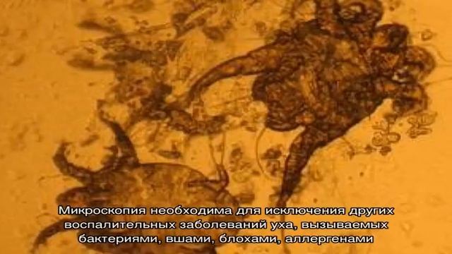 Лечение и профилактика ушного клеща у собаки смотреть онлайн