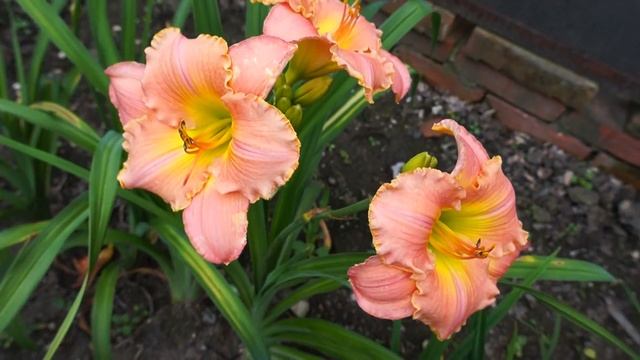 Лилейник GILDED ROSE смотреть онлайн