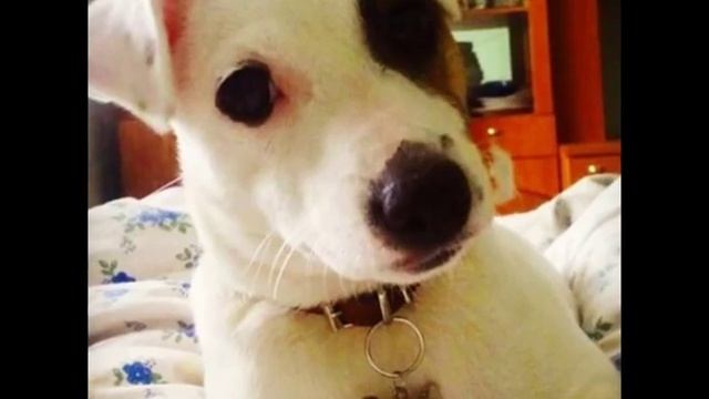 Адресники для собак и кошек смотреть онлайн