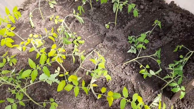 Высаживаю помидоры в теплицу Похоже это займет весь день