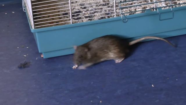 Пасюкам 11 месяцев смотреть онлайн