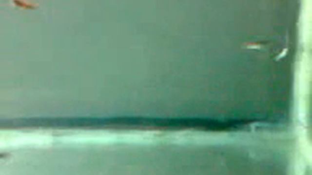 Гуппи и меченос в 60л аквариуме-2 смотреть онлайн