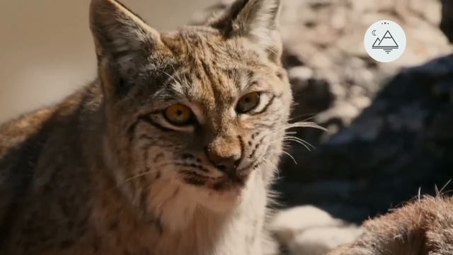 Снежный барс смотреть онлайн