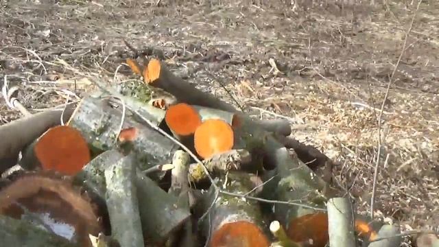 Где найти дерево для резьбы. Много и бесплатно смотреть онлайн