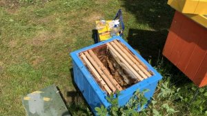 Пересадка и объединение 2-х роев из ловушек в один улей.