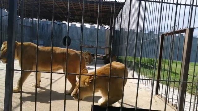 Последние минуты за решёткой. Любовные игры напоследок. Сафари парк "Прайд" Абхазия. 18 июня 2021г. смотреть онлайн