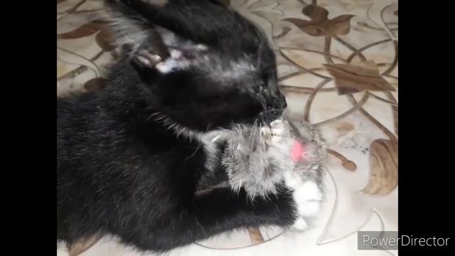 САМЫЙ ЗЛОЙ КОТЁНОК - ПРИКОЛ С КОТАМИ 2020 #смешныекоты2020, #кошки, #котята2020,#сидим_дома. смотреть онлайн