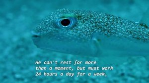 BBC-Earth , Life Story Ep05 - Courtship - Puffer Fish (From Netflix)