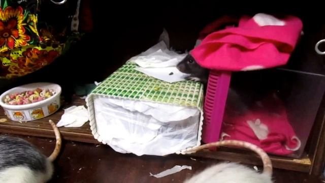 Балуемся с крысами. Трио "Драконов", или как спать по ночам? (Fancy Rats) смотреть онлайн