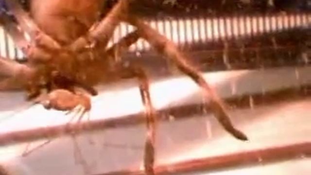 Holconia insignis vs. Pholcus phalangioides смотреть онлайн