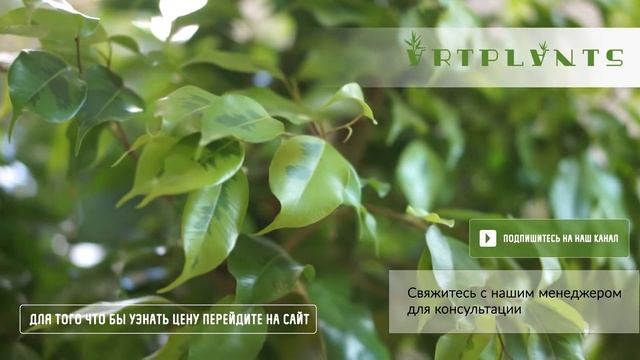 ARTPLANTS - Драцена Маргината смотреть онлайн