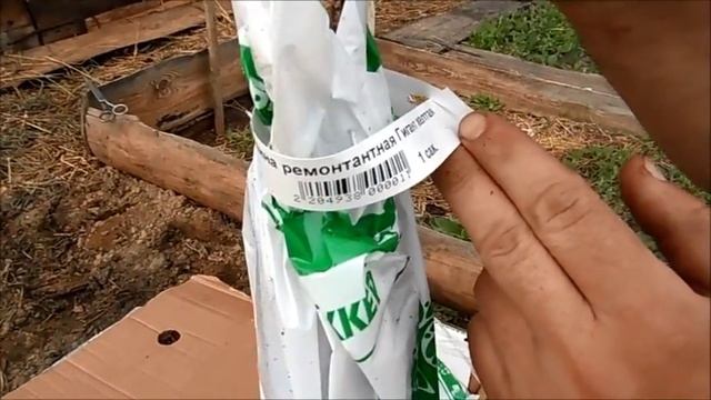 Пришла посылка с саженцами малины. Сажаем в грядку. смотреть онлайн