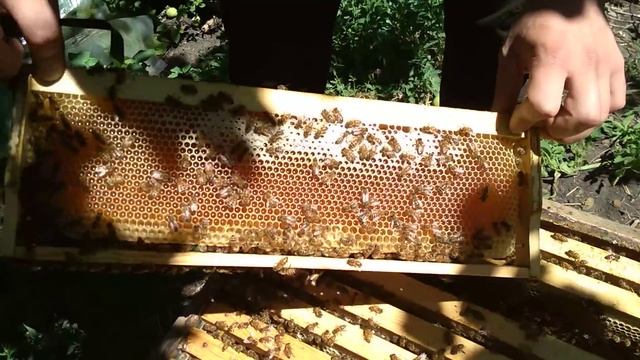 Племенная семья Бакфаст, что по мёду!!!