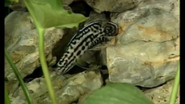 Оформление аквариума - дизайн, часть 6 смотреть онлайн