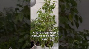 Flori-#Фикус , #Фикус Бенджамина, #мучнистый червец, #борьба,