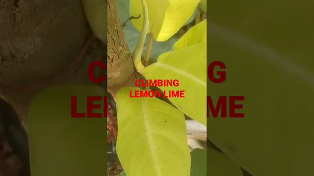 PHILODENDRON LEMON LIME PLANTS смотреть онлайн