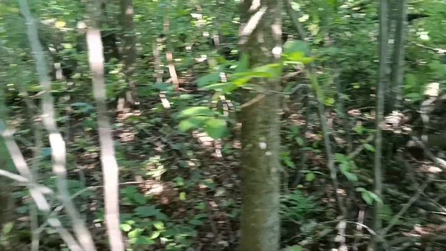 ПОДОСИНОВИКИ РУЛЯТ! ГРИБЫ В САНКТ-ПЕТЕРБУРГЕ В НАЧАЛЕ АВГУСТА 2023! смотреть онлайн