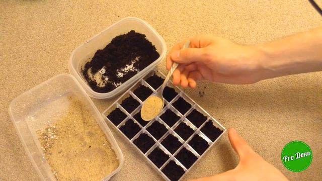 Кактус из семян | ПРОЩЕ НЕ БЫВАЕТ | ШАГ 1 смотреть онлайн