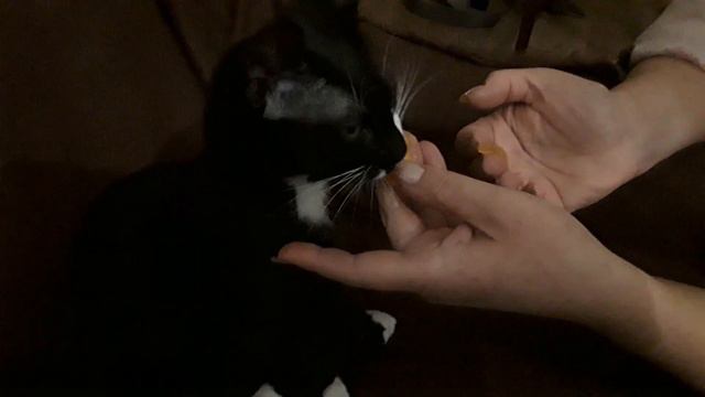 🐱Лутчшее мясо для кота это - хурма 🐱 смотреть онлайн