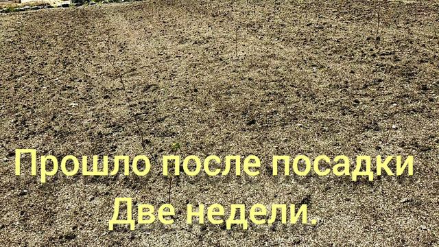 ✓1015. Малина растёт. Энросадира. смотреть онлайн