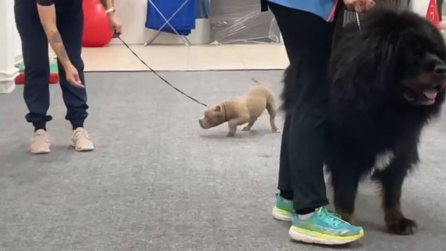 ГОТОВИМСЯ К ВЫСТАВКЕ. ПРОДАМ ЩЕНКОВ АМБУЛЛИ. БЕРЕЖНАЯ ДОСТАВКА ПО РОССИИ. смотреть онлайн